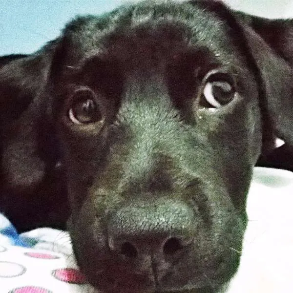 Cachorro ra a vira lata idade 2 a 6 meses nome Sophiee