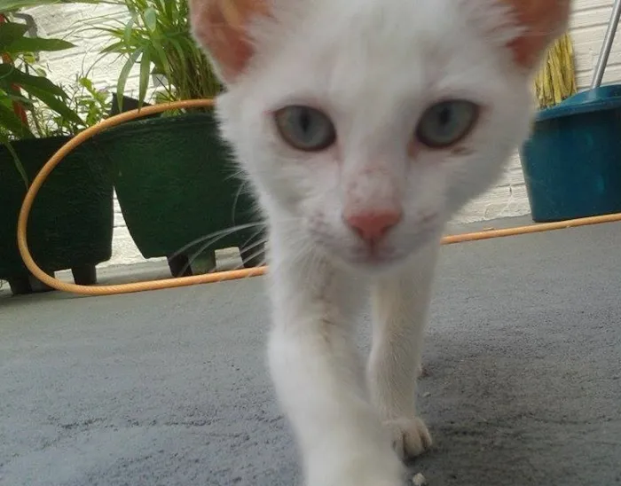 Gato ra a - idade Abaixo de 2 meses nome -