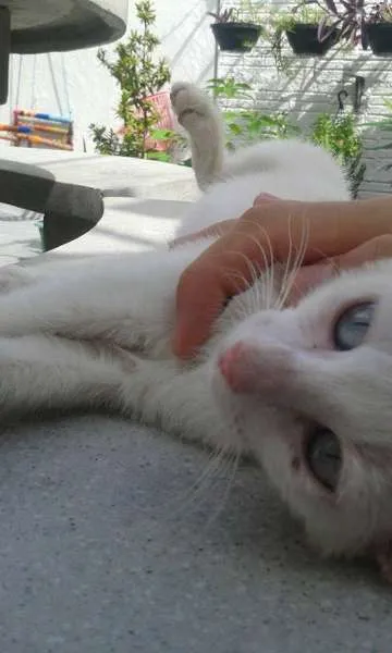 Gato ra a - idade Abaixo de 2 meses nome -