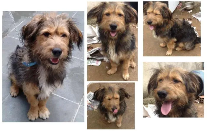 Cachorro ra a SRD idade 1 ano nome Toby