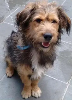Cachorro raça SRD idade 1 ano nome Toby