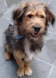 Toby