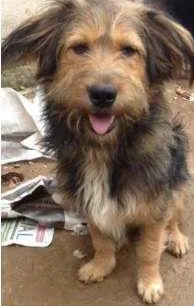Cachorro ra a SRD idade 1 ano nome Toby