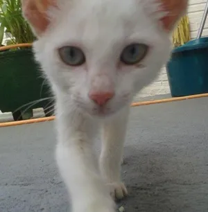 Gato raça - idade Abaixo de 2 meses nome -