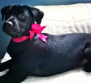 Cachorro raça vira lata idade 2 a 6 meses nome Sophiee