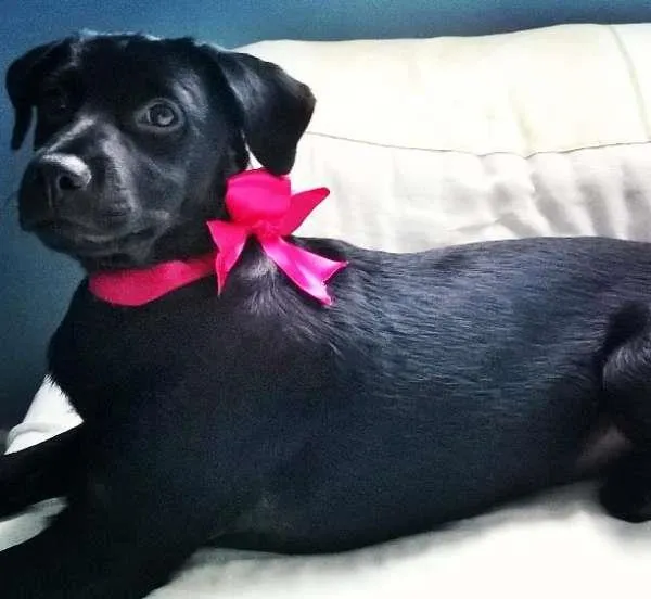 Cachorro ra a vira lata idade 2 a 6 meses nome Sophiee