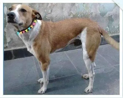 Cachorro ra a mestiço pit bull idade 6 ou mais anos nome Hulk