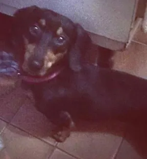Cachorro raça Cofap idade 3 anos nome Bobby