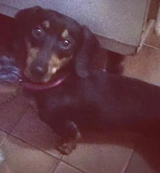 Cachorro ra a Cofap idade 3 anos nome Bobby
