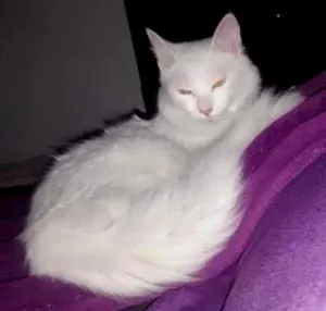 Gato raça Angorá idade 2 a 6 meses nome SORTE