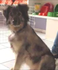 Dylan