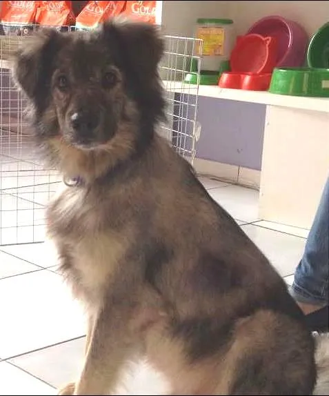 Cachorro ra a SRD idade 4 anos nome Dylan