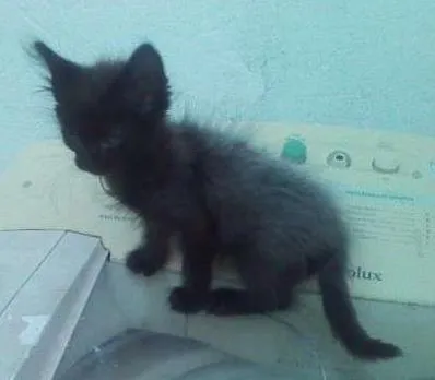 Gato raça SRD idade 2 a 6 meses nome Sem nome
