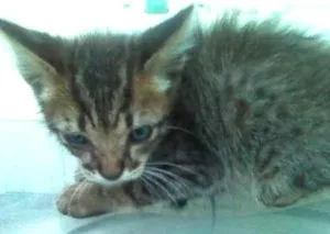 Gato raça SRD idade 2 a 6 meses nome Sem nome