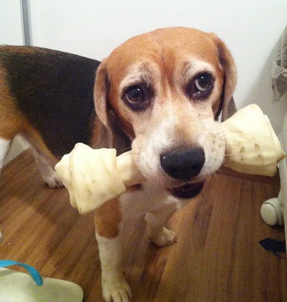 Cachorro ra a Beagle idade 6 ou mais anos nome Tcholo