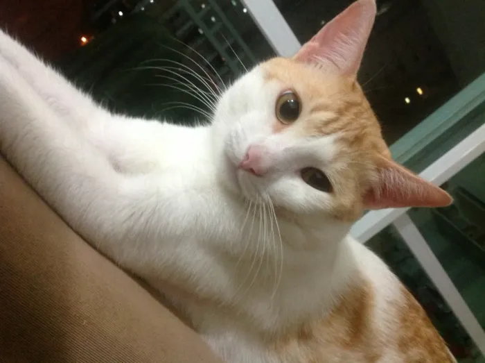 Gato ra a SRD idade 2 anos nome Ringo Star 