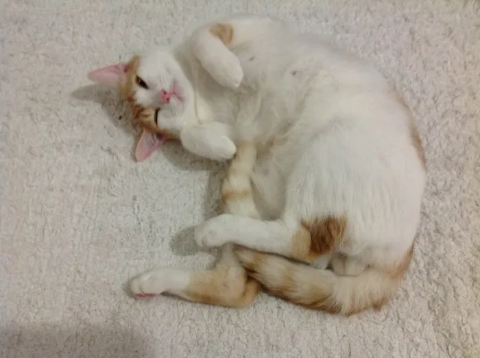Gato ra a SRD idade 2 anos nome Ringo Star 
