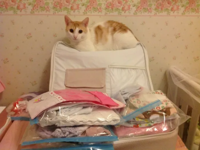 Gato ra a SRD idade 2 anos nome Ringo Star 