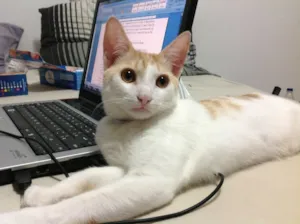 Gato raça SRD idade 2 anos nome Ringo Star 
