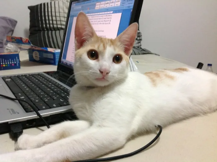 Gato ra a SRD idade 2 anos nome Ringo Star 