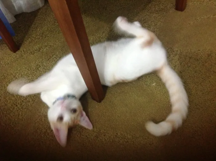 Gato ra a SRD idade 2 anos nome Ringo Star 