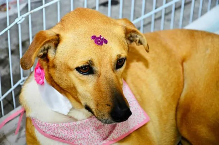 Cachorro ra a Indefinida idade 2 anos nome Gisele
