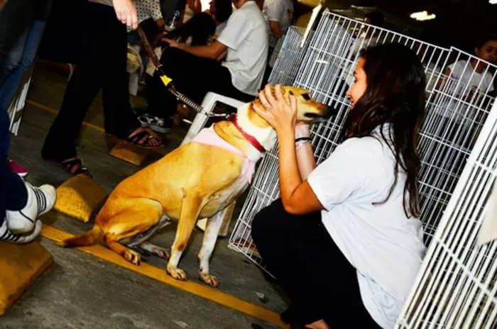 Cachorro ra a Indefinida idade 2 anos nome Gisele