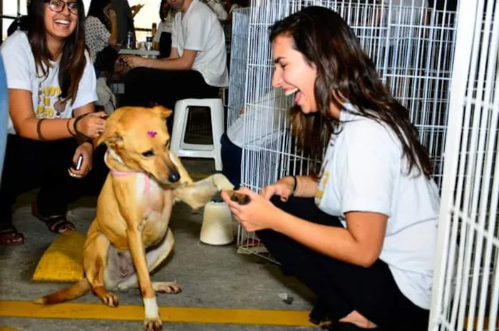 Cachorro ra a Indefinida idade 2 anos nome Gisele