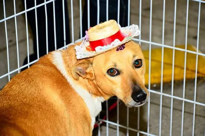 Cachorro ra a Indefinida idade 2 anos nome Gisele