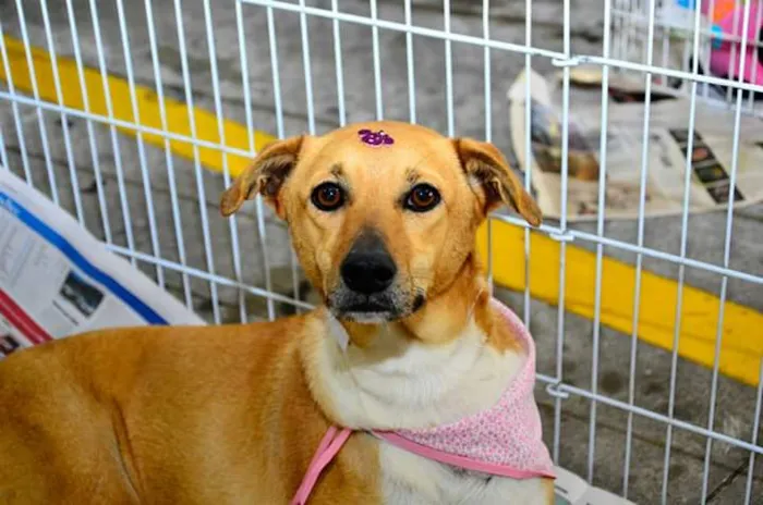 Cachorro ra a Indefinida idade 2 anos nome Gisele