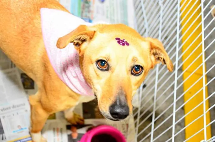 Cachorro ra a Indefinida idade 2 anos nome Gisele
