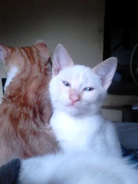 Gato ra a indefinida idade 2 a 6 meses nome biscoito e borges