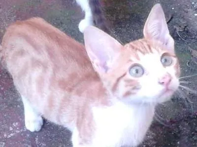 Gato ra a indefinida idade 2 a 6 meses nome biscoito e borges