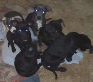 Cachorro ra a Vira lata  idade 2 a 6 meses nome Filhotes