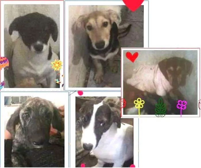 Cachorro ra a SRD idade 2 a 6 meses nome Filhotes