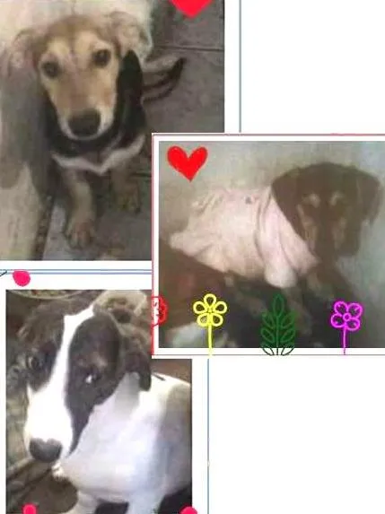 Cachorro ra a SRD idade 2 a 6 meses nome Filhotes