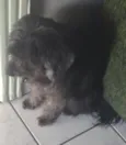Polly