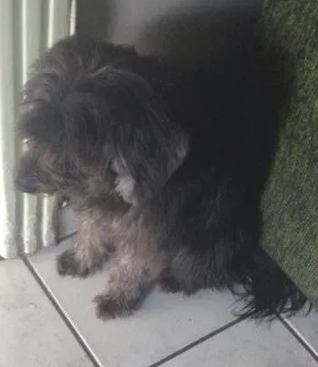 Cachorro raça Puldo misturado idade 6 ou mais anos nome Polly