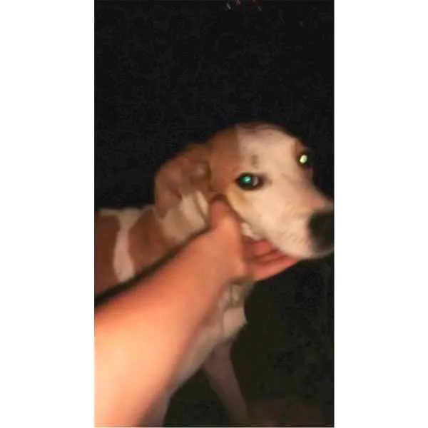 Cachorro raça SRD idade 2 anos nome RAPAZ