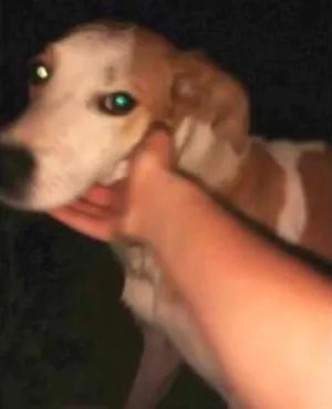 Cachorro raça SRD idade 2 anos nome RAPAZ