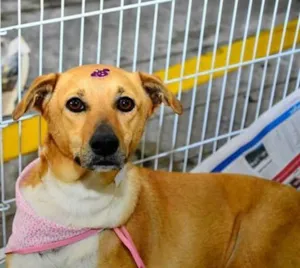 Cachorro raça Indefinida idade 2 anos nome Gisele