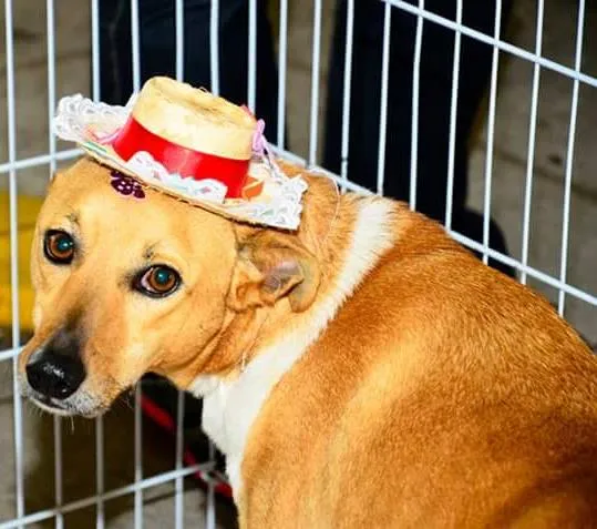 Cachorro ra a Indefinida idade 2 anos nome Gisele