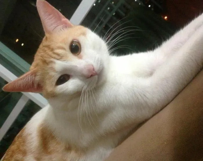 Gato ra a SRD idade 2 anos nome Ringo Star 