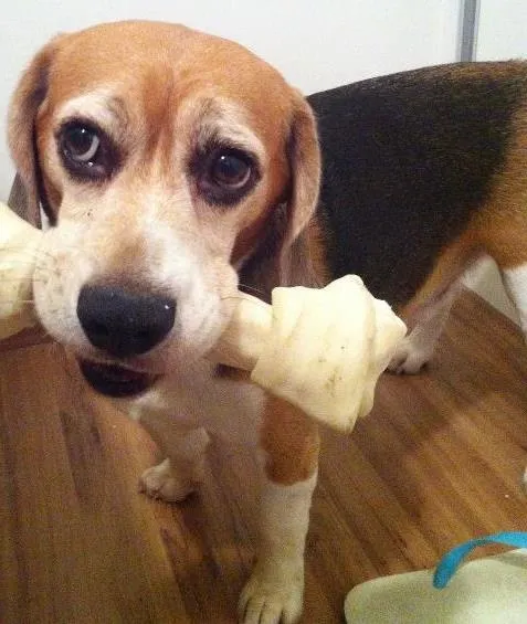 Cachorro ra a Beagle idade 6 ou mais anos nome Tcholo