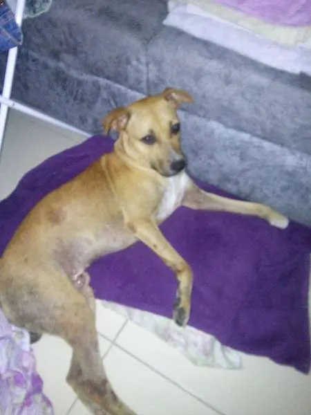 Cachorro ra a Vira-lata idade 3 anos nome Thor