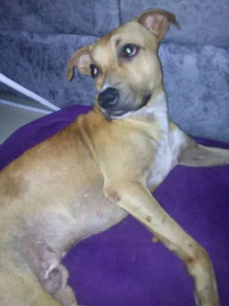 Cachorro ra a Vira-lata idade 3 anos nome Thor