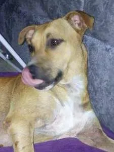Cachorro raça Vira-lata idade 3 anos nome Thor