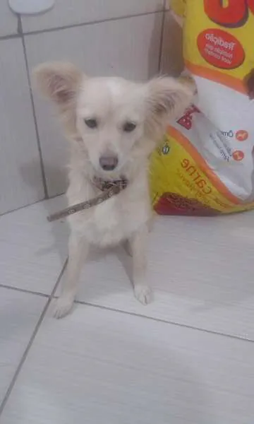 Cachorro raça mistiça idade 2 anos nome neguinha e lobinha