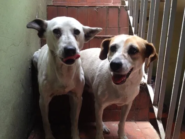 Cachorro ra a vira lata idade 6 ou mais anos nome Lika e Megui