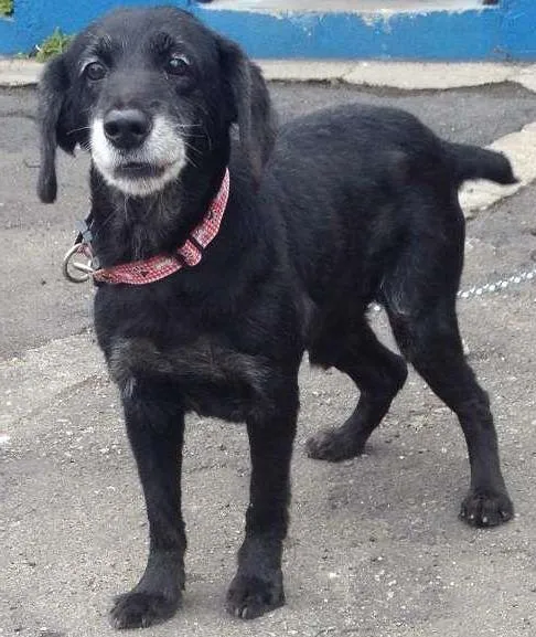 Cachorro raça vira lata idade 5 anos nome Negão